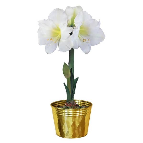 Breck's Christmas Gift Galaxy Amaryllis (Hippeastrum) Bulb (1-Pack)