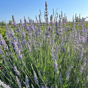 #5 Container 'Provence' French Lavender Shrub Plant