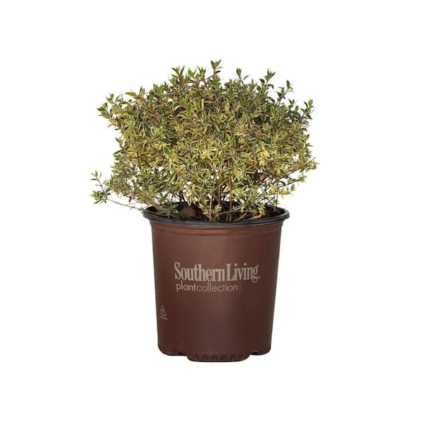 SOUTHERN LIVING 2 Gal. Suntastic Pink Abelia with Petite White Blooms, Live Semi-Evergreen Shrub Plant