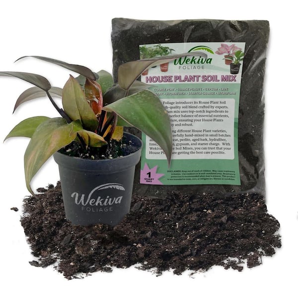 Wekiva Foliage Black Cardinal Philodendron and Soil Mix Combo-Live Plant in a 4 in. Pot with 1 Quart HousePlant Soil Mix