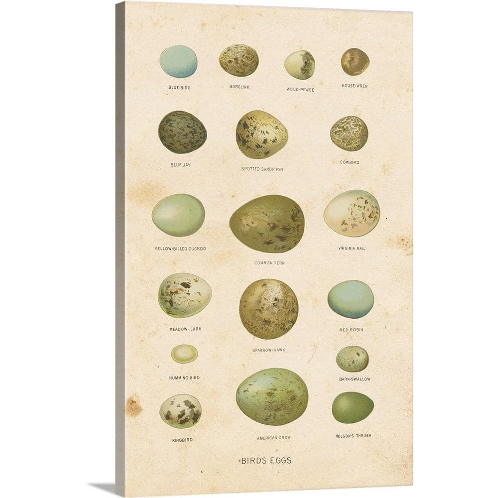 Greatbigcanvas Birds Eggs I By Gwendolyn Babbitt Canvas Wall Art 24 x30 The Home Depot