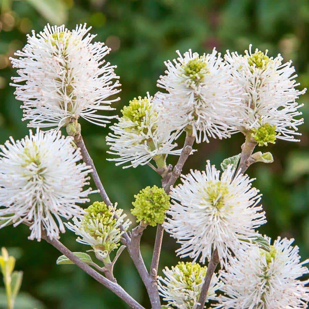 1 Gal. Pot, Mt. Airy Fothergilla Potted White Flowering Shrub (1-Pack) price history on PriceWatchPro