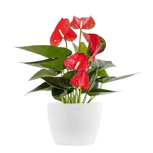 United Nursery Live Red Anthurium Houseplant in 6 in. White Eco-Friendly Sustainable Decor Pot