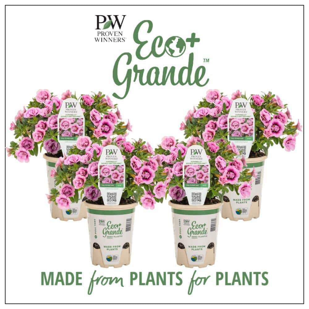 proven-winners-annual-flowers-