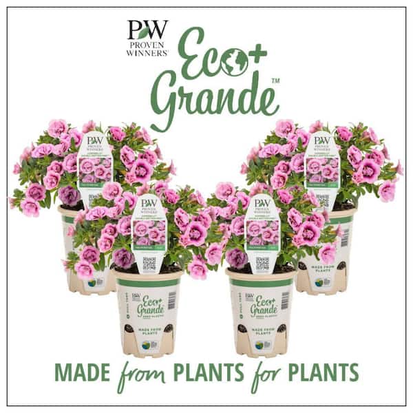 PROVEN WINNERS 4.25 in. Eco+ Grande Superbells Double Smitten Pink (Calibrachoa hybrid) Live Annual Plant with Pink Flowers 4-Pack