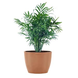 Neanthebella Palm Chamaedorea Elegans Parlor Palm Live Plant in 6 inch Premium Sustainable Ecopots Terracotta Pot