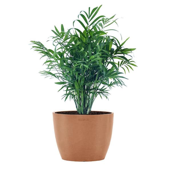 United Nursery Neanthebella Palm Chamaedorea Elegans Parlor Palm Live Plant in 6 inch Premium Sustainable Ecopots Terracotta Pot