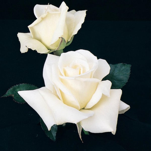 Spring Hill Nurseries John F. Kennedy Hybrid Tea Rose, Dormant Bare Root Plant with White Color Flowers (1-Pack)