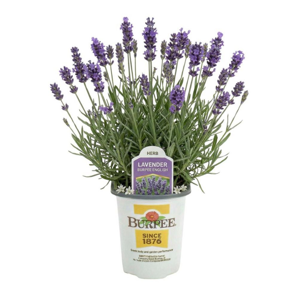 Pure Beauty Farms 4.5 in. Pot Burpee Lavender Lamiaceae Plant (4