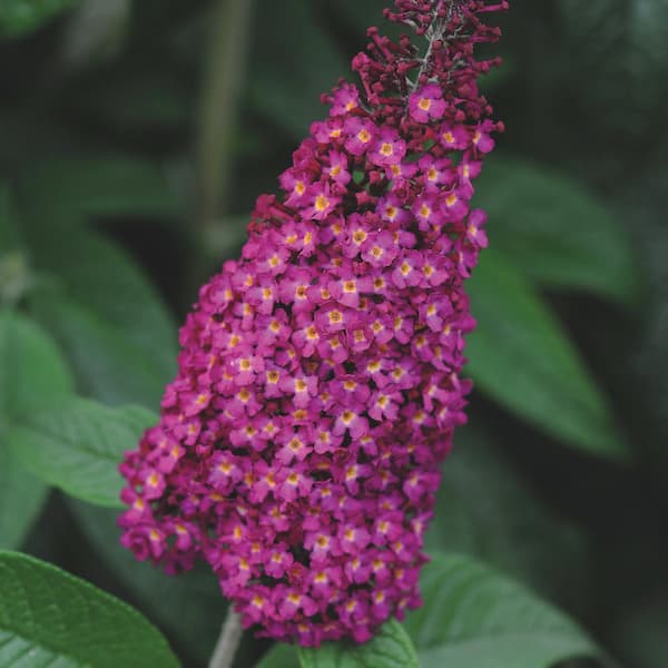 national PLANT NETWORK 4 in. Buddleia CranRazz Shrub with Pink Flowers (3-Pack)