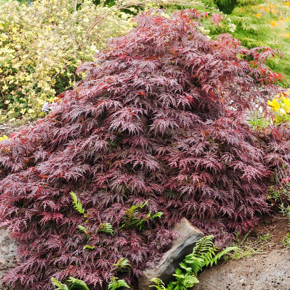 Red Dragon Japanese Maple Ornamental Tree in 2.25 Gallon Pot