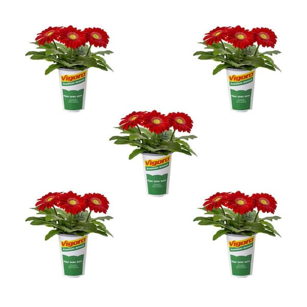 Vigoro 1.5-Pint Gerbera Daisy Color Bloom Cherry Light Eye Red Annual Plant (5-Pack)