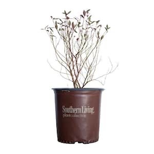 2 Gal. Hello Darlin Blueberry, Deciduous Fruit Bearing Plant Which Produces Medium Sized Blueberries