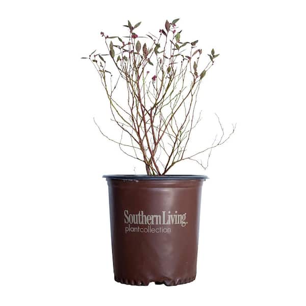 SOUTHERN LIVING 2 Gal. Hello Darlin Blueberry, Deciduous Fruit Bearing Plant Which Produces Medium Sized Blueberries