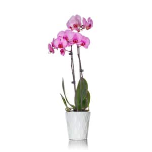 Classic Pink Watercolor Orchid in Ceramic Pot