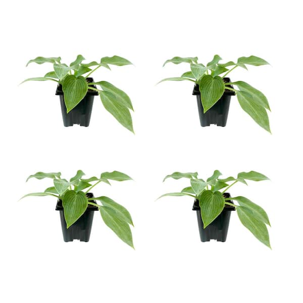 Unbranded 1.0 Qt. Perennial Hosta Hadspen Blue (4-Pack)