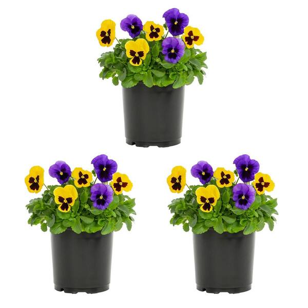 METROLINA GREENHOUSES 2 Qt. Pansy Yellow and Purple Blotch Mix Annual ...