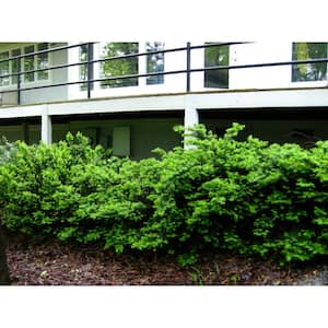 1 Gal. Dense Spreading Yew Shrub this Classic Massive Shrub can Now be Used as a Small Specimen Plant