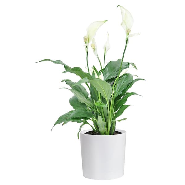 Costa Farms Spathiphyllum, Peace Lily Plant in 4 in. White Cylinder Pot