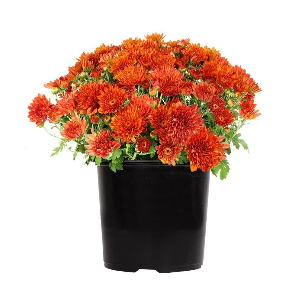 ALTMAN PLANTS 2.5 Qt. #1 Red Chrysanthemum Plant 17102 - The Home Depot