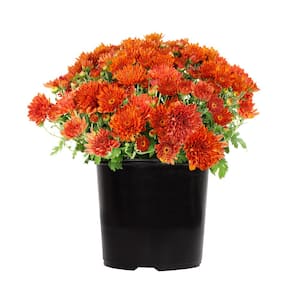 Orange Mum Chrysanthemum Garden Outdoor Plant in 2.5 qt. Grower Pot
