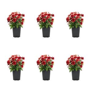 1 Pt. Mum Red Chrysanthemum Perennial Plant (6-Pack)