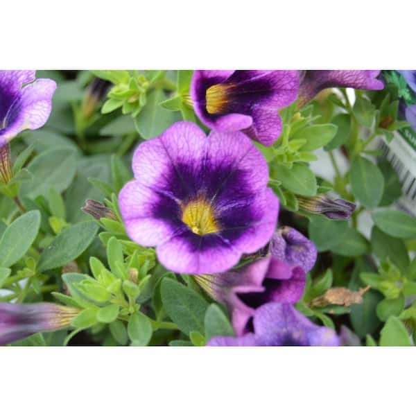 PROVEN WINNERS 1 Qt. Superbells Blue Moon Calibrachoa Plant