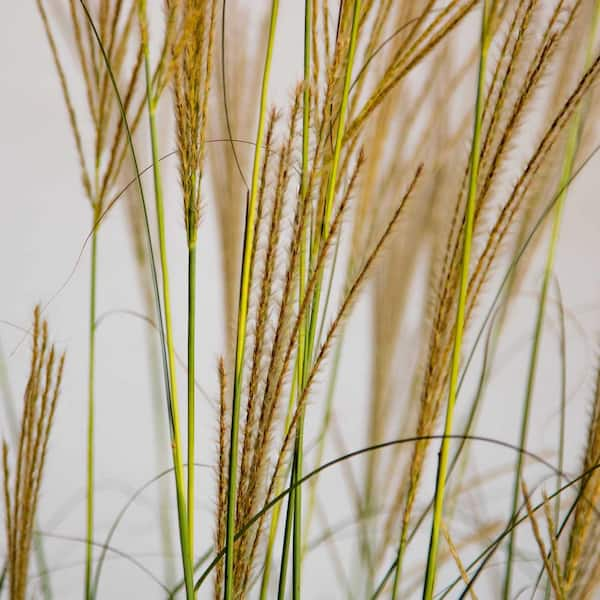 Dwarf Zebra Maiden Grass for Sale Online - The Greenhouse