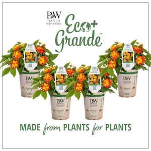 4.25 in. Eco+Grande, Luscious Basket Tangelo (Lantana Camara), Live Plant, Orange/Yellow Flowers (4-Pack)