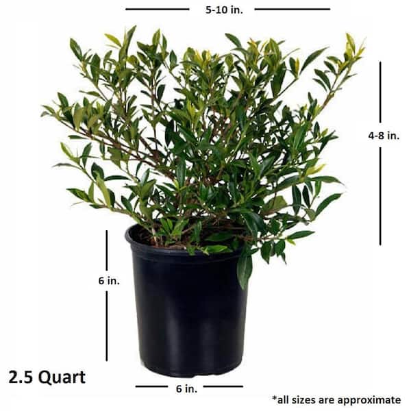 2.5 Qt. Radicans Gardenia, Live Evergreen Shrub, White Fragrant Blooms
