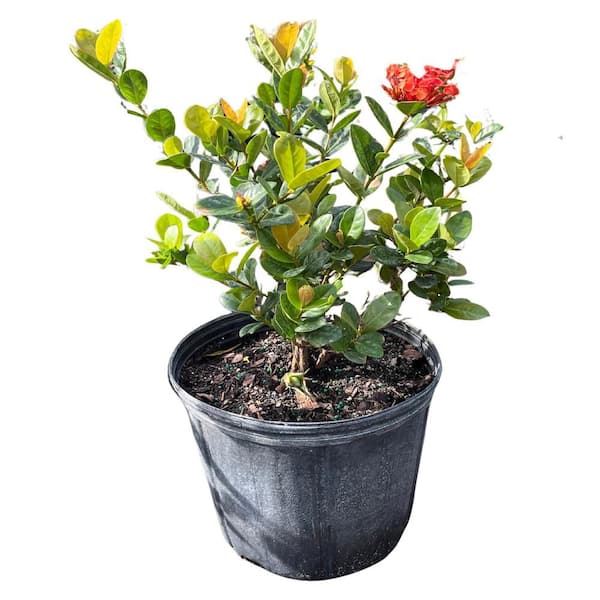 10 in. Maui Red Ixora Flowering Shrub With Red Flowers