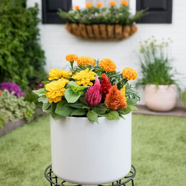 2 Qt. Orange Marigold Annual Plant (3-Pack)