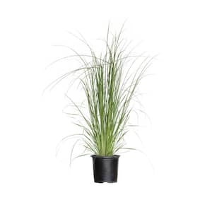 2.5 Gal. Pampas Grass with Sandy White Blooms, Live Evergreen Grass