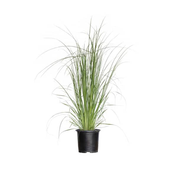 FLOWERWOOD 2.5 Gal. Pampas Grass with Sandy White Blooms, Live Evergreen Grass
