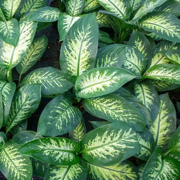 national PLANT NETWORK 6 in. Dieffenbachia Tropic Snow Compacta