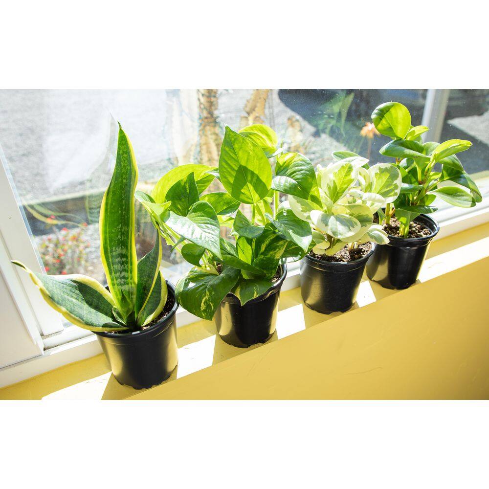 Eco-Friendly 4-Pack Assorted Foliage Indoor/Outdoor Plant Set in Black Plastic Pots