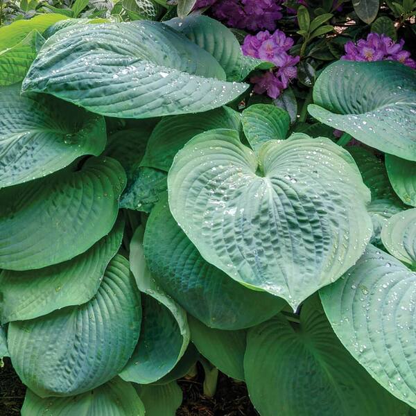 dress blues hosta Blue Cadet Hosta