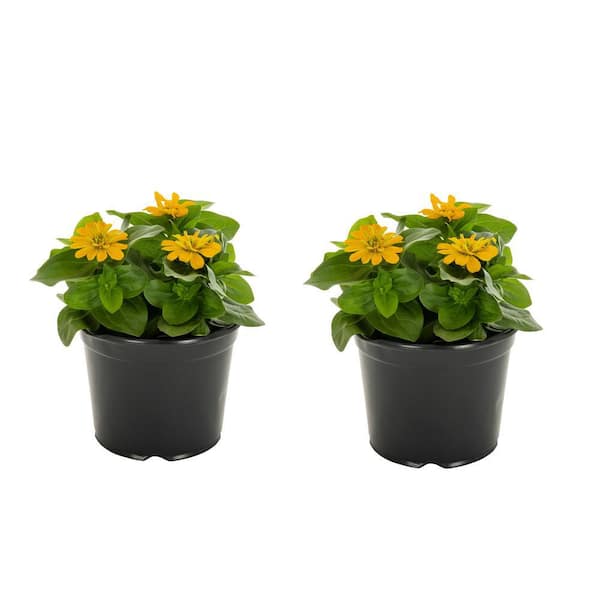 METROLINA GREENHOUSES 3 qt. Zinnia Yellow Annual Plant (2-Pack)