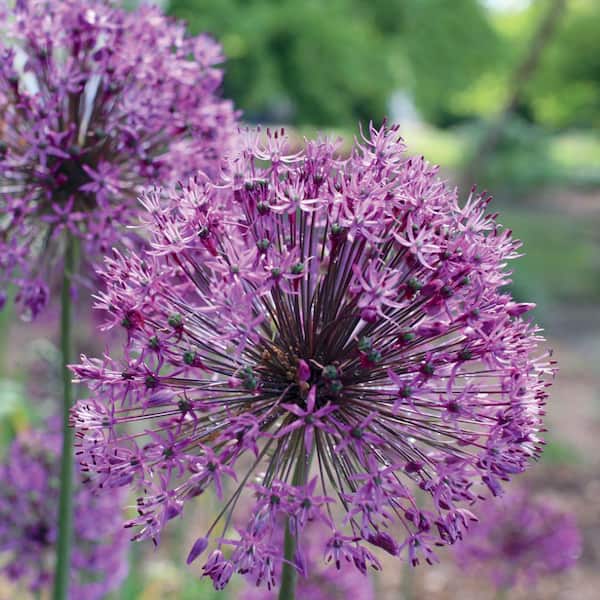 Unbranded Allium Purple Sensation Bulbs (20-Pack)