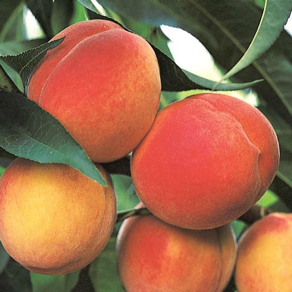 Belle of Georgia Reachables Peach Dormant Bare Root Dwarf Fruiting Starter Tree Deluxe Kit (1-Pack)