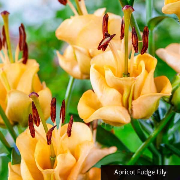 Breck's Apricot Fudge Double Asiatic Lily Bulbs (5-Pack)