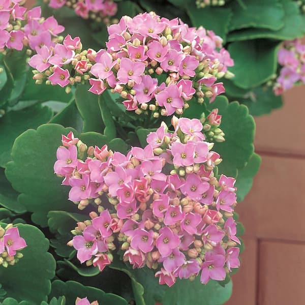 Vigoro 1.71 Pint Pink Flowering Kalanchoe Plant 68068 - The Home Depot