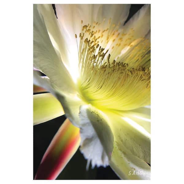 VENICE BEACH Collections BLOOM PARADE by Steven A. Heller 1 Piece Unframed Canvas Drawing Print Abstract Print 16 in. x 20 in.
