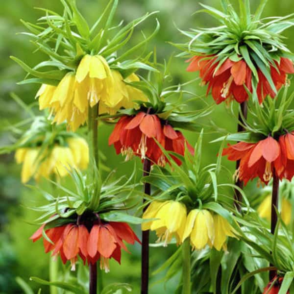 VAN ZYVERDEN Orange and Yellow Fritillaria Blend Bulbs (3-Pack)