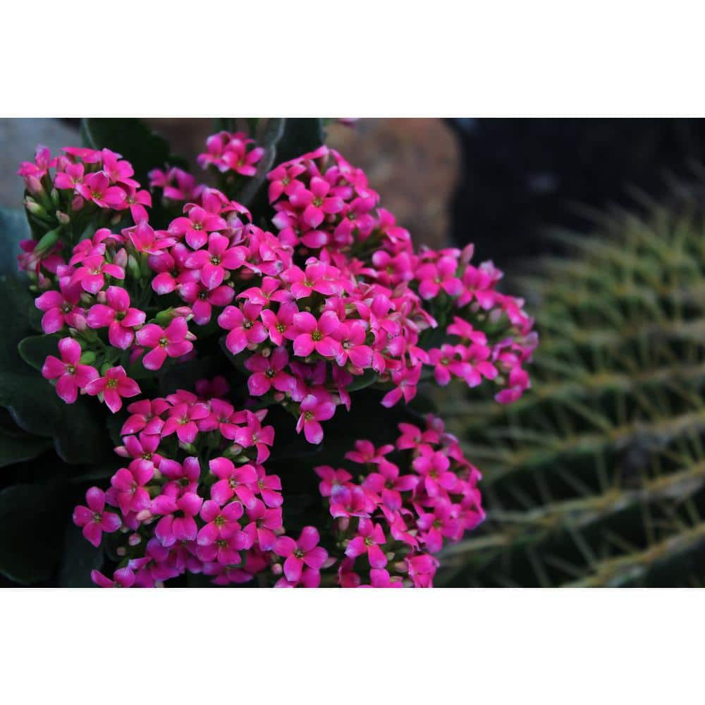Assorted Color Kalanchoe Succulent Plants in Black Pots, 3-Pack