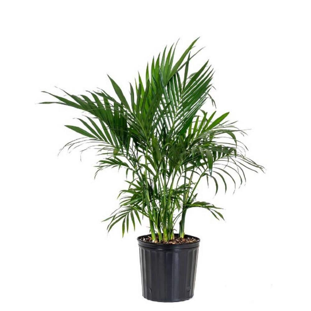 BELL NURSERY 2 Gal. Cataractarum Palm Plant in 10 in. Nursery Pot ...