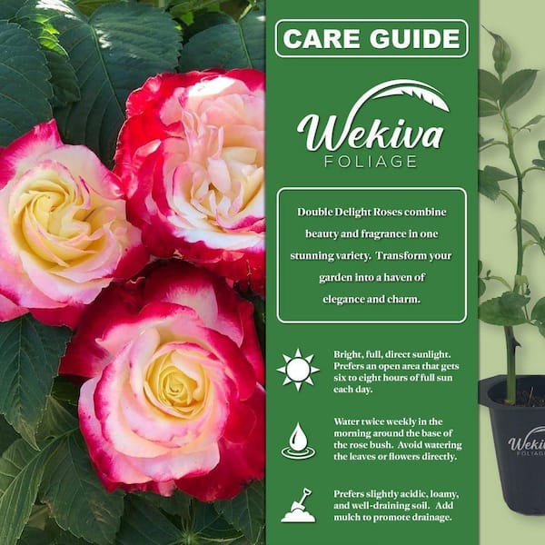 Wekiva Foliage Double Delight Rose Bush- 2-Live Starter Plants in