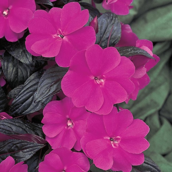 1 Qt. Compact Purple SunPatiens Impatiens Outdoor Annual Plant with Purple Flowers