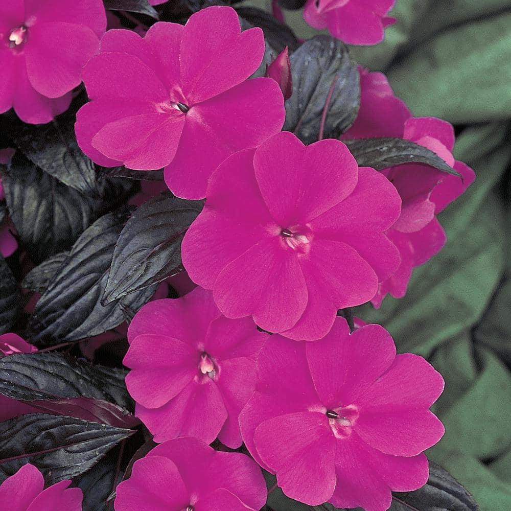 sunpatiens-1-qt-compact-purple-sunpatiens-impatiens-outdoor-annual