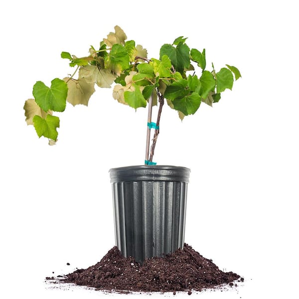 Perfect Plants Mars Grape Vine 1Gal. Growers Pot, Purple Grape Fruiting Plant